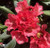 Rhododendron 'High Society' 4.7L