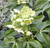 Helleborus argutifolius 12.5cm