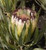 Protea 'Green Ice' 3.5L