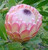 Protea 'Susara' 3.5L