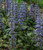 Ajuga reptans 'Jungle Beauty' 2.5L