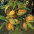 Almond 'All In One' 4.7L (63917) PB18