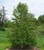 Betula platyphylla var. japoni PB18 (97575) PB18