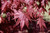 Acer palmatum 'Bloodgood' PB18