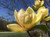 Magnolia 'Sunsation' PB18