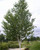 Betula utilis var. jacquemonti PB18 (111196) PB18 (97591) PB18 Betula utilis var. jacquemonti PB18 (111196) PB18 (97591) PB18