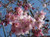 Prunus 'Accolade' - 1.6m Stand PB18