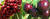 Cherry Dual 'Lapins/Dawson' PB18