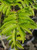 Fraxinus 'Green Glow' PB18