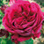 Rose 'Simply Stunning' 4.7L