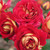 Rose 'Flashback' 4.7L