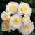 Rose 'Lucky Charm' 4.7L