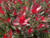 Leucadendron 'Bells Supreme' 3.5L