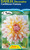 Dahlia Decorative 'Caribbean F