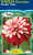 Dahlia Decorative 'Pacific Tim