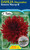 Dahlia Decorative 'Kenora Maco