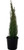 Cupressus sempervirens 'Gracil 3.5L
