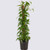 Epipremnum aureum 'N'Joy' 14cm (94966) 14cm (95517) 14cm (97825) 14cm