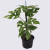 Philodendron 'Minima' 12cm