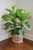 Ficus lyrata - Fiddle Leaf Fig 17cm