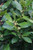 Laurus nobilis - Pillars PB28