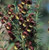 Boronia megastigma 2.5L (80967) 2.5L (98264) 2.5L