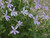 Laurentia Axillaris 'Pink Star 14cm