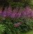 Astilbe chinensis 1.5L