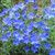 Lithodora diffusa 'Heavenly Bl 15cm