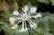 Centaurea ossaea 1.5L