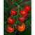 Tomato 'Ponchi' 12.5cm