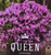 Lavender 'The Queen' 9cm