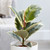 Ficus elastica 'Tineke' 17cm Ficus elastica 'Tineke' 17cm