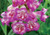 Penstemon 'Blueberry Taffey' 14cm