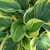 Hosta 'Mildred Seaver' 2.5L