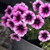 Petunia Perfectunia 'Curacao' 2.5L