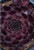 Sempervivum Supersemps 'Onyx' 1.9L