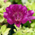Alstroemeria 'Tamara' 3.3L