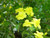 Jasminum mesneyi 3.5L