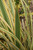 Phormium 'Waitara Gold' 2.5L