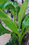 Ensete ventricosum 2L