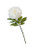 Peony - Stem Alice White 78cm