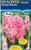 Hyacinth Double 'Spring Beauty