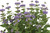 Caryopteris 'Pavillion Blue' 1.5L