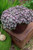 Sedum spathulifolium 'Purple B 1.9L