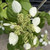 Schizophragma hydrangeoides 3.5L