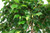 Ficus 'Evergreen' - Standard 25cm