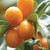 Citrus 'Kumquat Meiwa' 4.7L