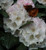 Rhododendron 'Neato' 8L (100327) 8L
