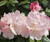 Rhododendron 'Golfer' 8L